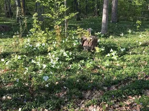 Exterior - 4162 Chrystal, Interlochen, MI 49643 photo 29 of 29