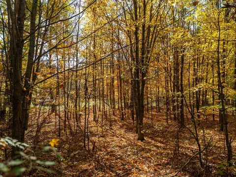 00 Litzen, Copemish, MI 49625 photo 29