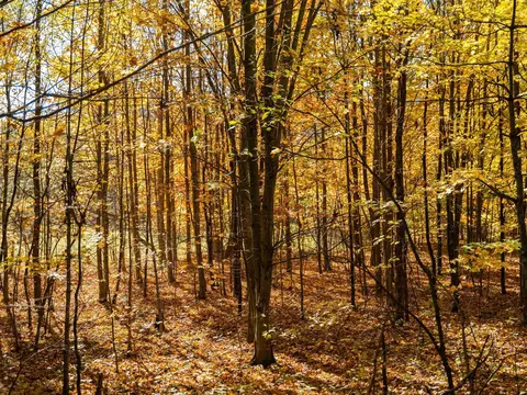 00 Litzen, Copemish, MI 49625 photo 27