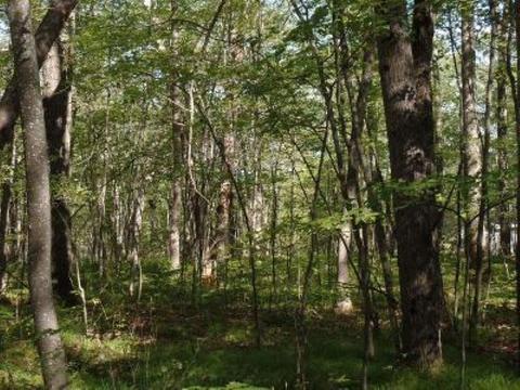 554 W Jackpine Loop Mio Mi 48647, Mio, MI 48647 photo 14