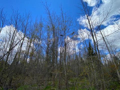 3680 Golfview Drive Wolverine Mi 49799 Dr, Wolverine, MI 49799 photo 6