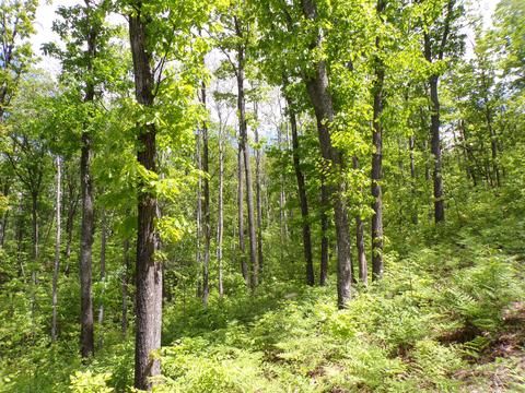 4198 E Miller Rd, Fairview, MI 48621 photo 53