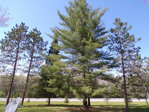 4198 E Miller Rd, Fairview, MI 48621 photo 6