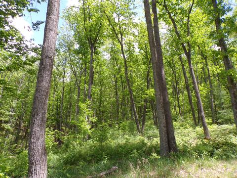 4198 E Miller Rd, Fairview, MI 48621 photo 59