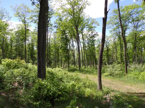 4198 E Miller Rd, Fairview, MI 48621 photo 64