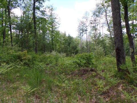 4198 E Miller Rd, Fairview, MI 48621 photo 44