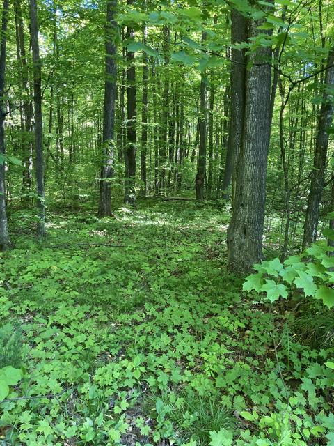 1846 Mastej Drive Grayling Mi 49738 Dr, Grayling, MI 49738 photo 20