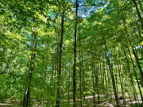 442 Alexander Rd, Vanderbilt, MI 49795 photo 62