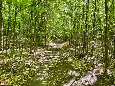 442 Alexander Rd, Vanderbilt, MI 49795 photo 63