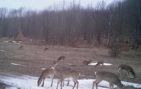 442 Alexander Rd, Vanderbilt, MI 49795 photo 72