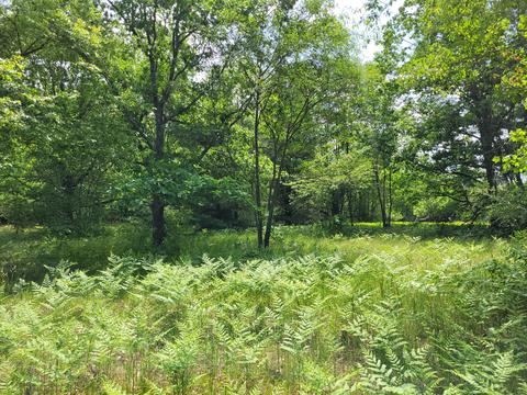 5822 E Numbers Rd, Topinabee, MI 49791 photo 33