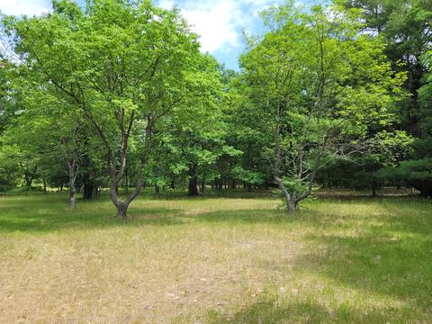 5822 E Numbers Rd, Topinabee, MI 49791 photo 30