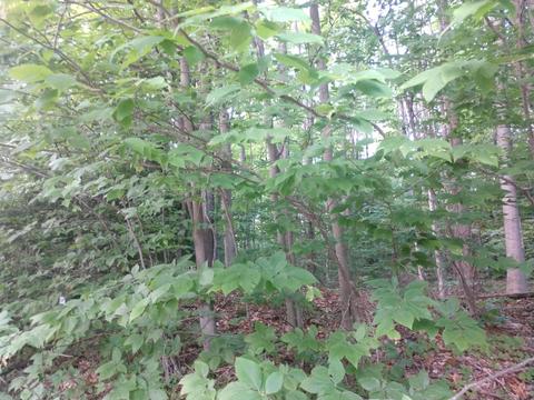 14613 Ashbrook Ave, Wolverine, MI 49799 photo 6