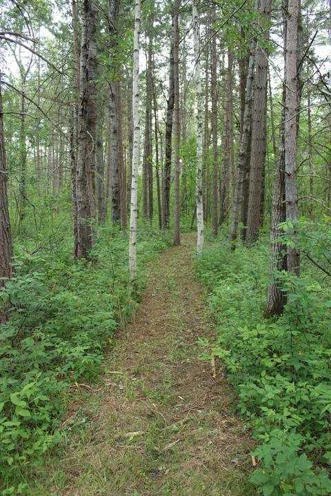 8564 Twin Bridge Rd, Grayling, MI 49738 photo 22