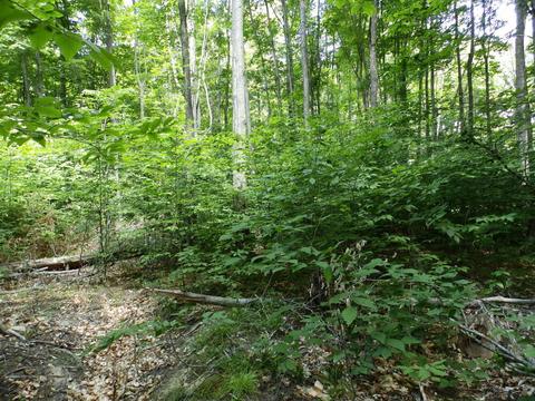 5938 N Donnybrook, Frederic, MI 49733 photo 30