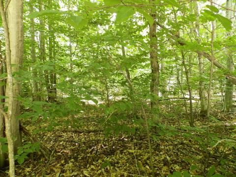 5938 N Donnybrook, Frederic, MI 49733 photo 34