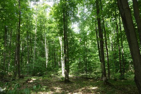 10185 Kenyon Trail Frederic Mi 49733 Trl, Frederic, MI 49733 photo 1