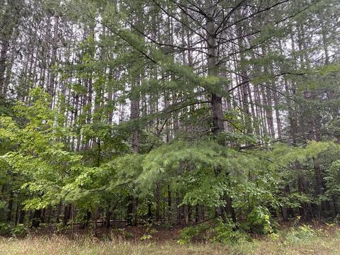 11618 Bilder Rd, Wolverine, MI 49799 photo 1