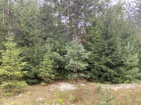 11618 Bilder Rd, Wolverine, MI 49799 photo 9