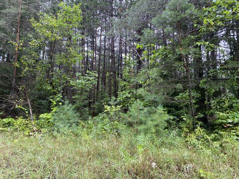 11618 Bilder Rd, Wolverine, MI 49799 photo 12