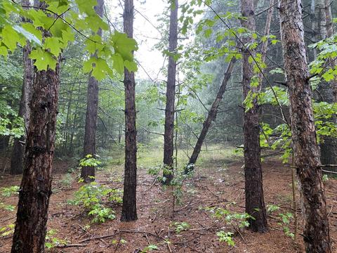 11618 Bilder Rd, Wolverine, MI 49799 photo 6