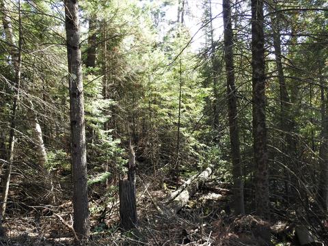 121 Ausable River Trl, Roscommon, MI 48653 photo 27