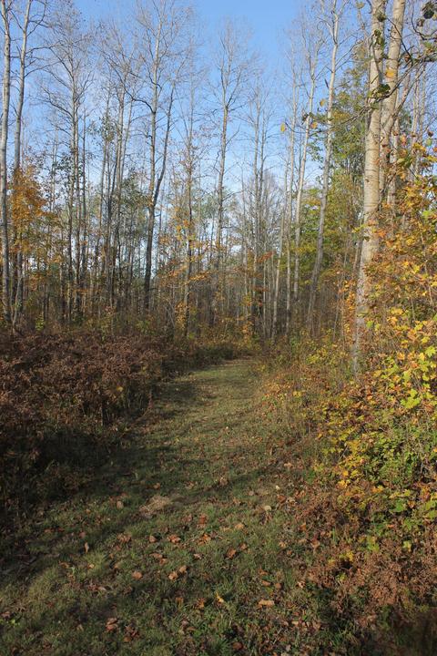 8126 N Petersen Road Frederic Mi 49733 Rd, Frederic, MI 49733 photo 59