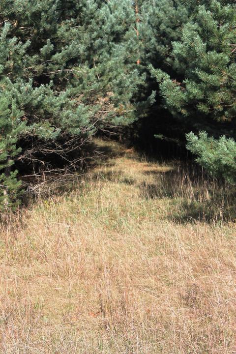 8126 N Petersen Road Frederic Mi 49733 Rd, Frederic, MI 49733 photo 51