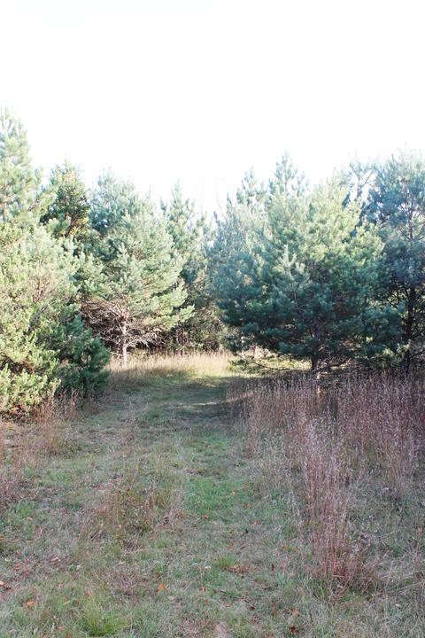 8126 N Petersen Road Frederic Mi 49733 Rd, Frederic, MI 49733 photo 54