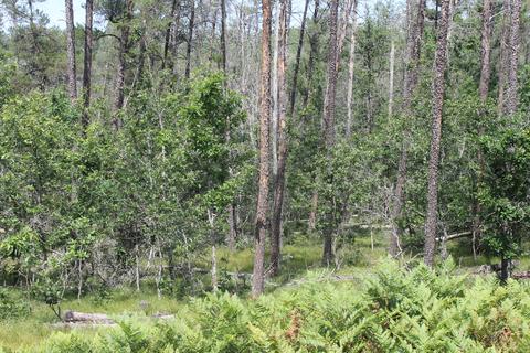2866 Green Tree Dr, Grayling, MI 49738 photo 14