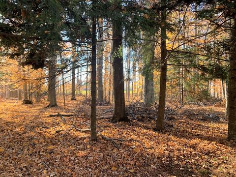 7916 Klein Rd, Hillman, MI 49746 photo 31