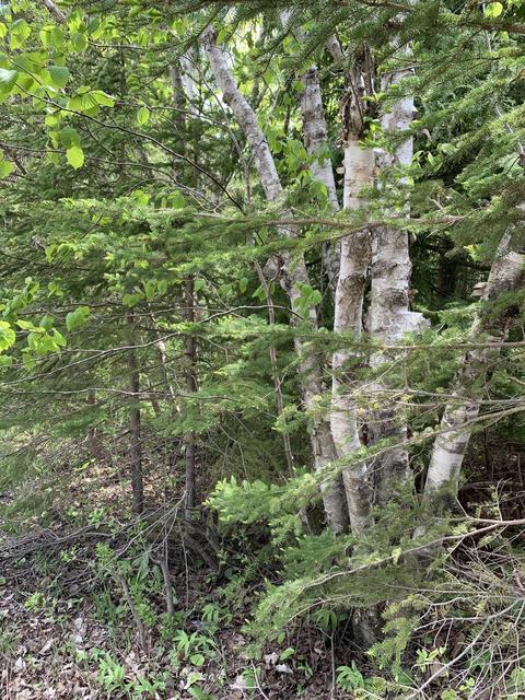lot S 1920 Collins Street St Ignace Mi 49781 St, St. Ignace, MI 49781
