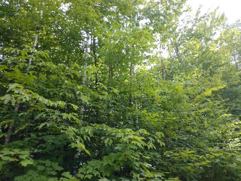 2631 Birch Dr, Wolverine, MI 49799 photo 4
