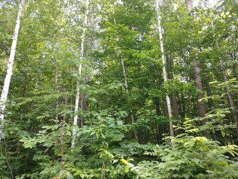 2631 Birch Dr, Wolverine, MI 49799 photo 3
