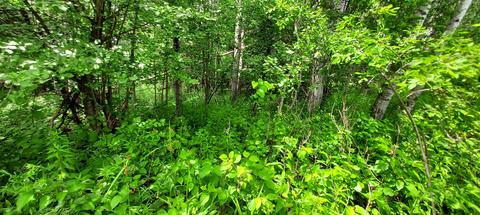 15262 Valley Drive Wolverine Mi 49799 Dr, Wolverine, MI 49799 photo 3