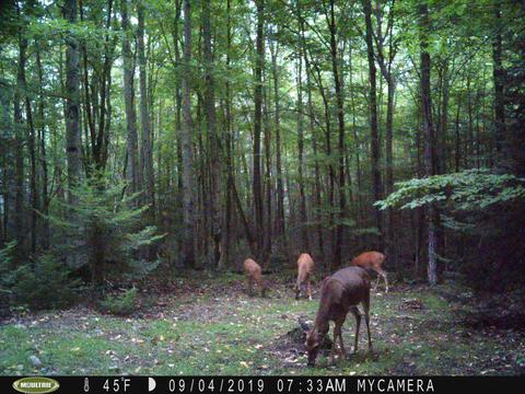 6171 E Hamilton Rd, Alpena, MI 49707 photo 24