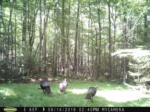 6171 E Hamilton Rd, Alpena, MI 49707 photo 28
