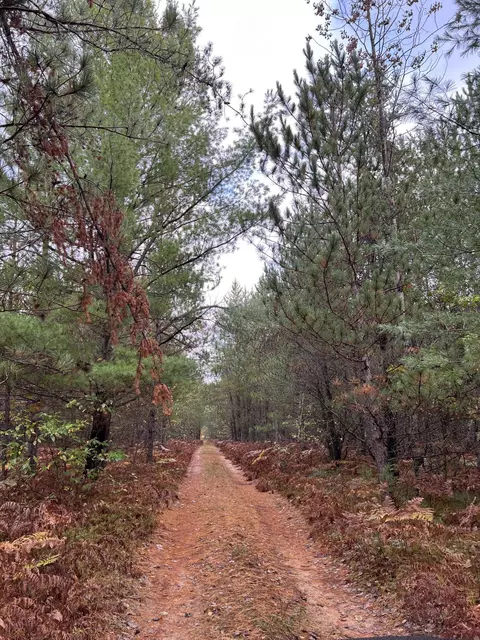 bush road, Wolverine, MI 49799 photo 37