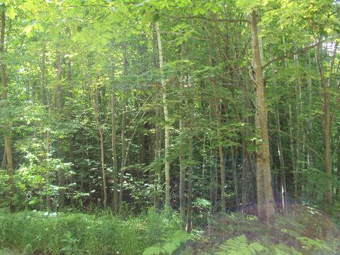 Munro Lake Circle Drive, Levering, MI 49755
