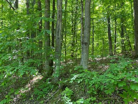 15428 Wurm Rd, Wolverine, MI 49799 photo 3