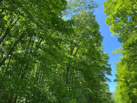15428 Wurm Rd, Wolverine, MI 49799 photo 5