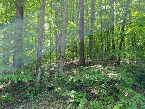 15428 Wurm Rd, Wolverine, MI 49799 photo 4