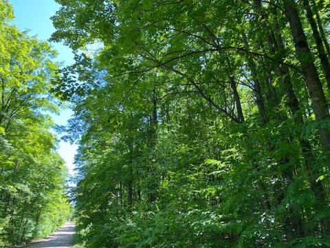 15428 Wurm Rd, Wolverine, MI 49799 photo 6