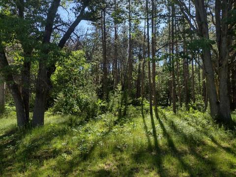 2131 Island Lake Rd, Comins, MI 48619 photo 5