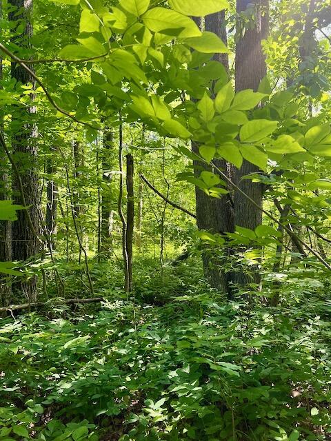 2608 E Reber Road Fairview Mi 48621 Rd, Fairview, MI 48621 photo 51
