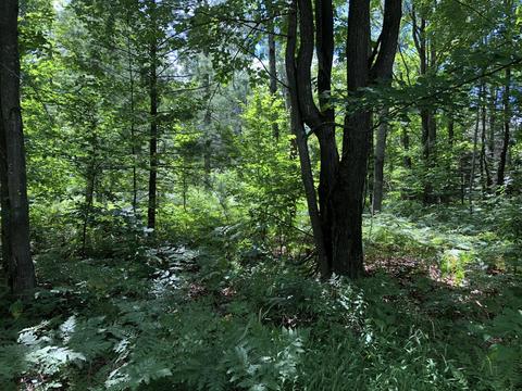 5107 Old Vanderbilt Rd, Vanderbilt, MI 49795 photo 15