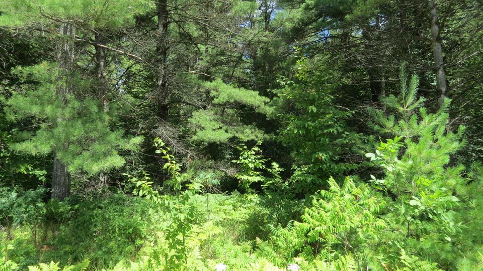  Cedarwood Drive, Lachine, MI 49753 photo 3