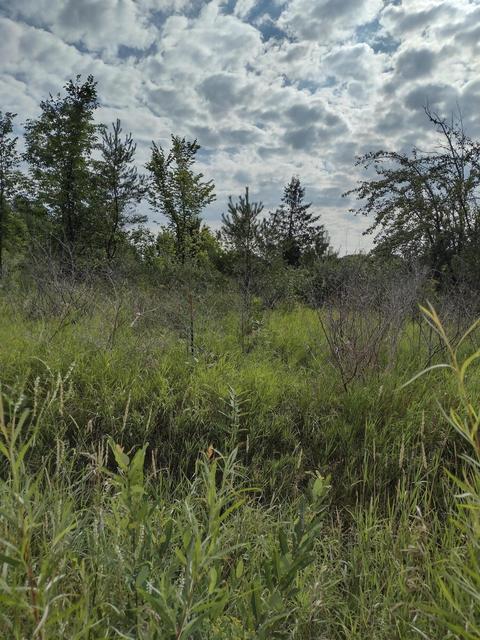 1715 Ellinger Rd, Alanson, MI 49706 photo 11