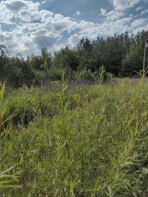 1715 Ellinger Rd, Alanson, MI 49706 photo 8