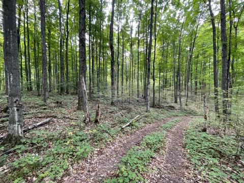 tbd N Watkins Drive 1008acres Frederic Mi 49733 Dr #10.08ACRES, Frederic, MI 49733 photo 19